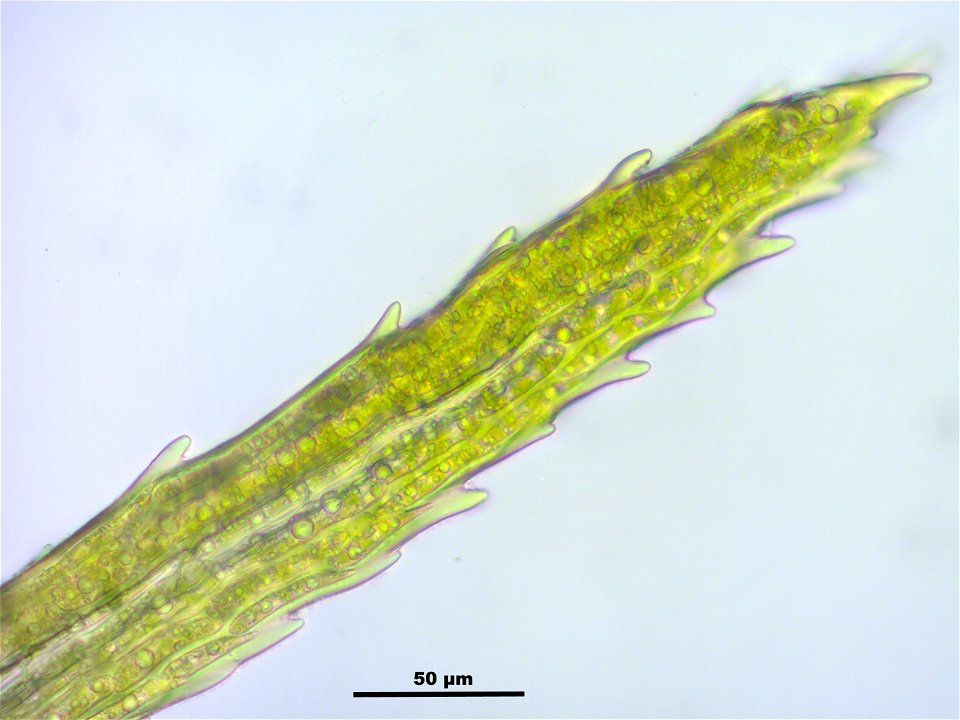 Paraleucobryum longifolium