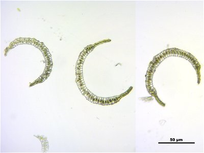 Paraleucobryum longifolium
