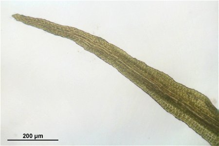 Oncophorus virens