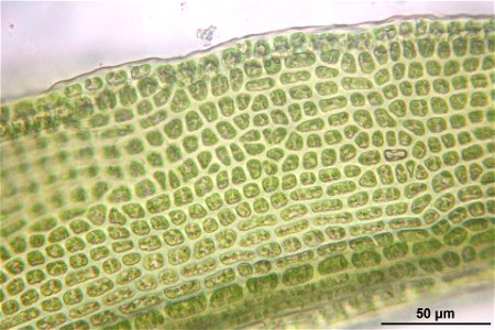 Oncophorus virens