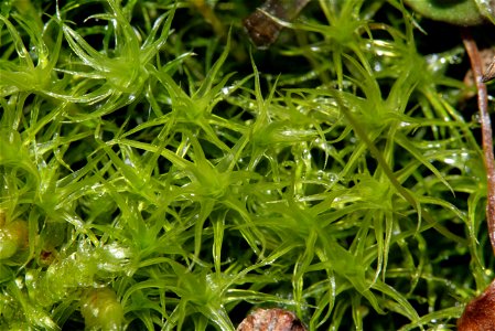 Oncophorus virens
