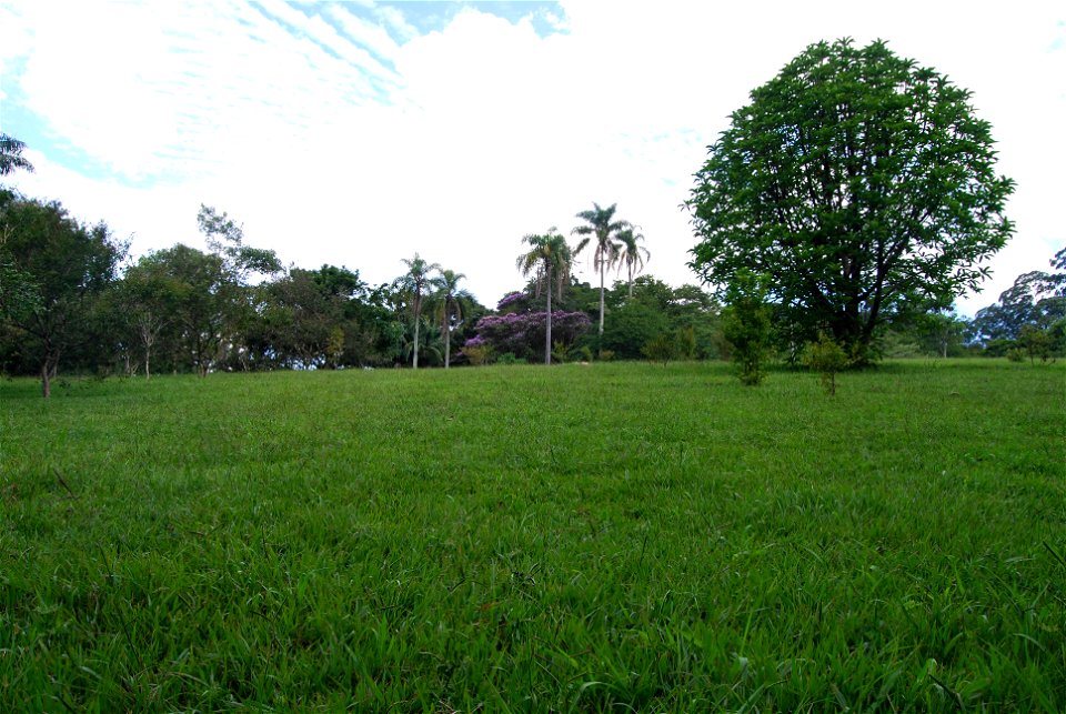 Dillenia indica - Carmo's Park - Sao Paulo City