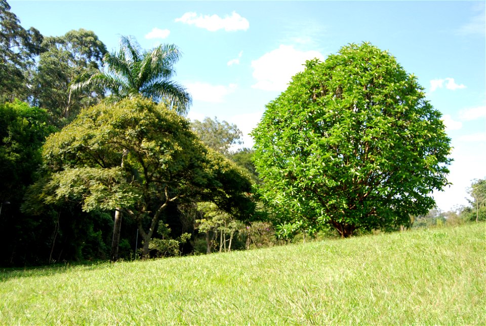 Dillenia indica - Carmo's Park - Sao Paulo City