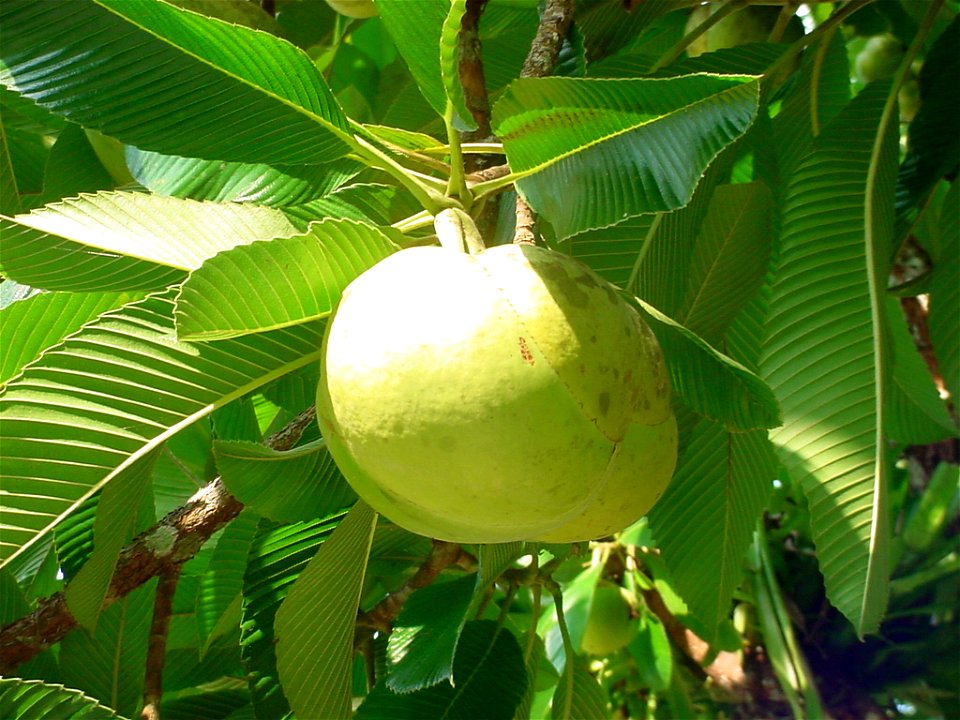 Dillenia indica, Flor de Abril. Fruto e Árvore.