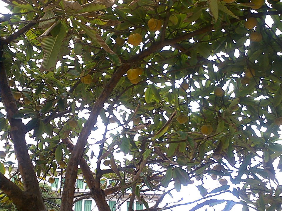 Maçã de elefante ou flor de abril, foto tirada em Santos, out2007