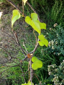 Dioscorea Japonica (Yamaimo) climbing a dead twig