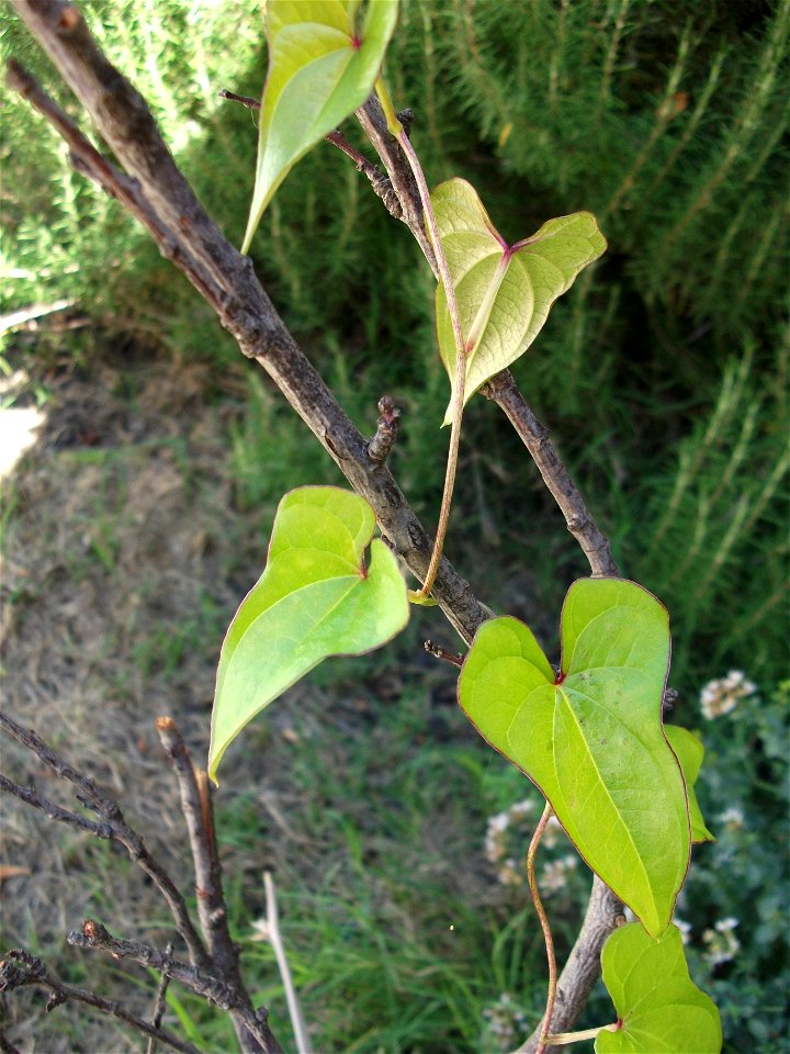 Dioscorea Japonica (Yamaimo) climbing a dead twig