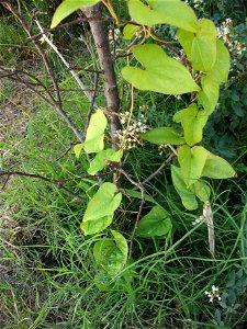 Dioscorea Japonica (Yamaimo) climbing a dead twig