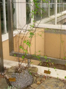Dioscorea elephantipes specimen in the National Botanic Garden of Belgium, Meise, just north of Brussels, Belgium.