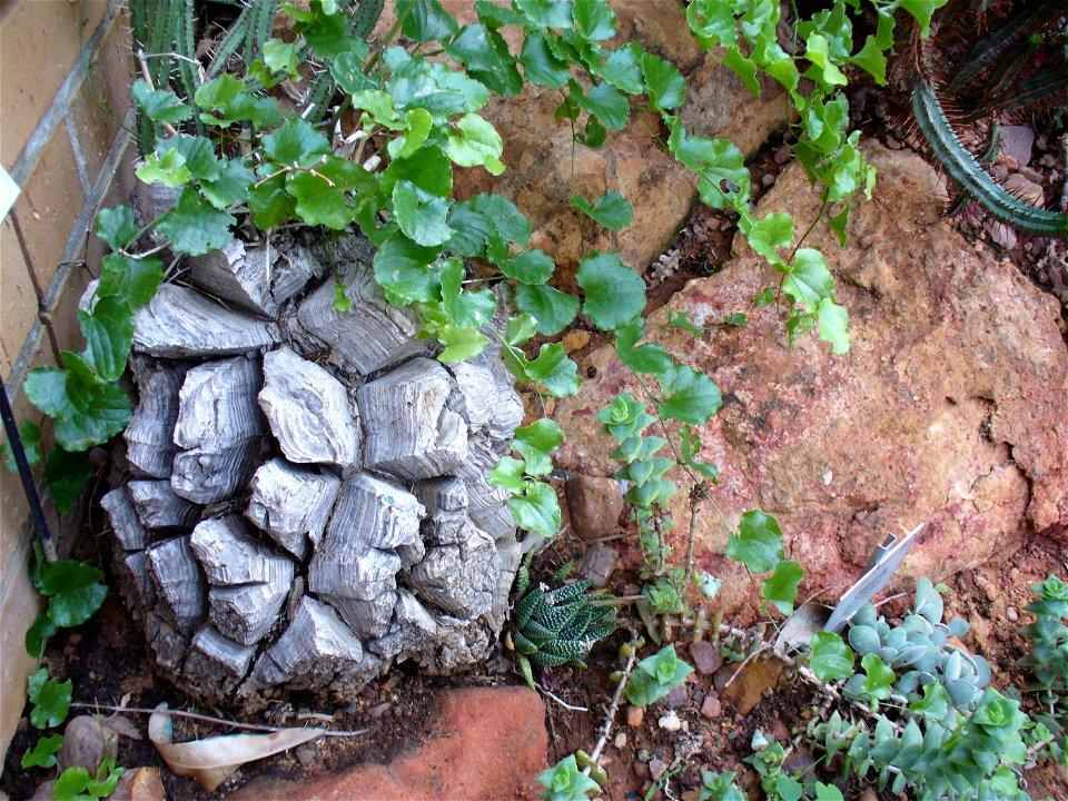Hottentotsbrood or Elephant's foot