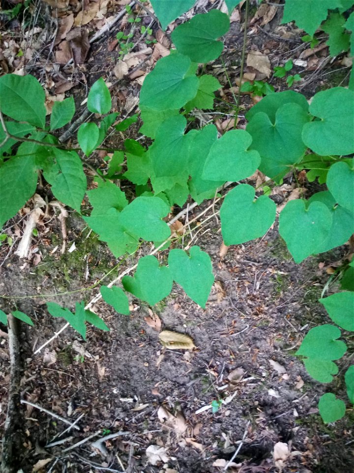 wild yam (Dioscorea villosa)