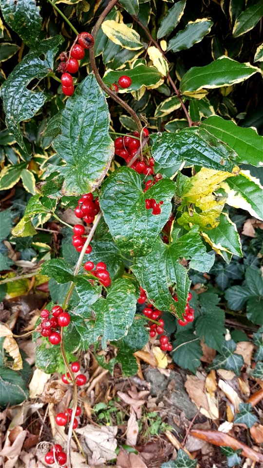 Black bryony leaves and fruit growing on ornamental hedge in Cardiff, Wales