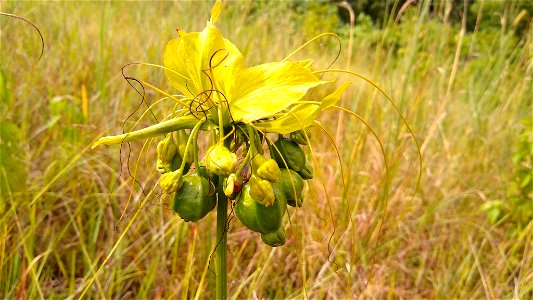 Polynesian Arrowroot (Tacca leontopetaloides)