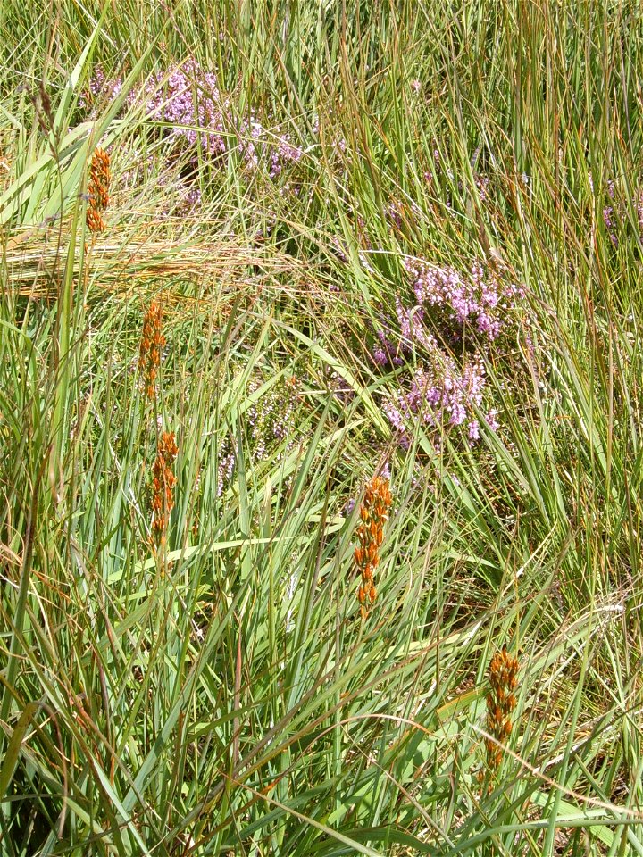 Bruyère quaternée et narthécie en Hautes Fagnes
personal picture, I set in public domain.