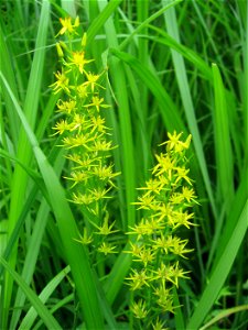 Narthecium asiaticum, Aizu area, Fukushima pref., Japan