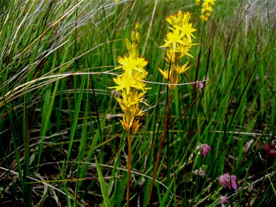 Narthecium ossifragum - Ireland - Roundstone bog