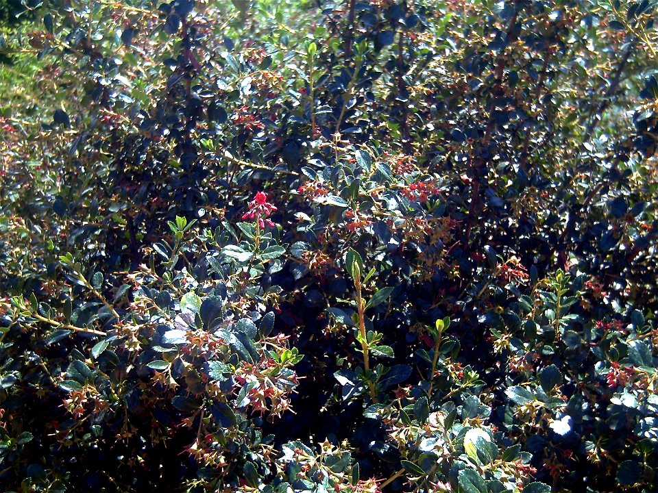 Escallonia rubra habitus Dehesa Boyal de Puertollano, Spain