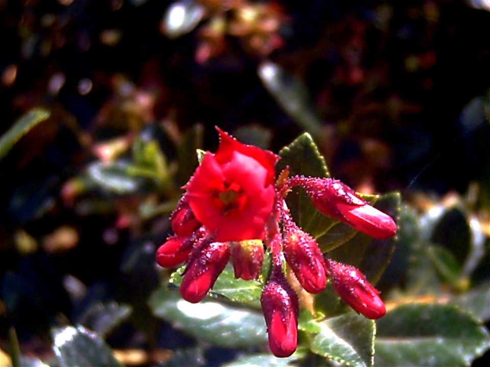 Escallonia rubra flowers close up Dehesa Boyal de Puertollano, Spain