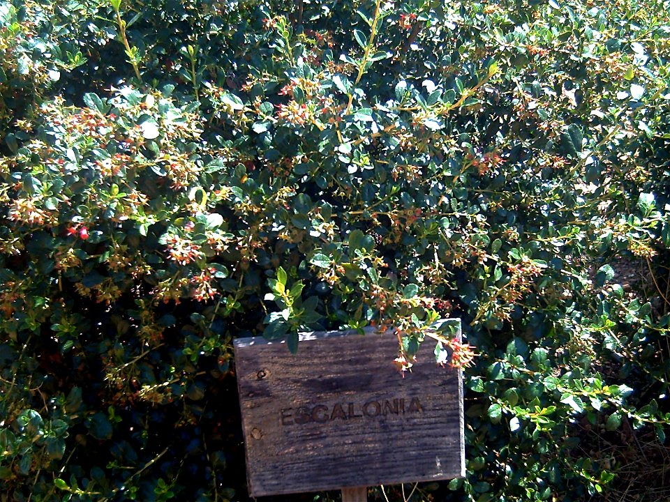 Escallonia rubra Dehesa Boyal de Puertollano, Spain