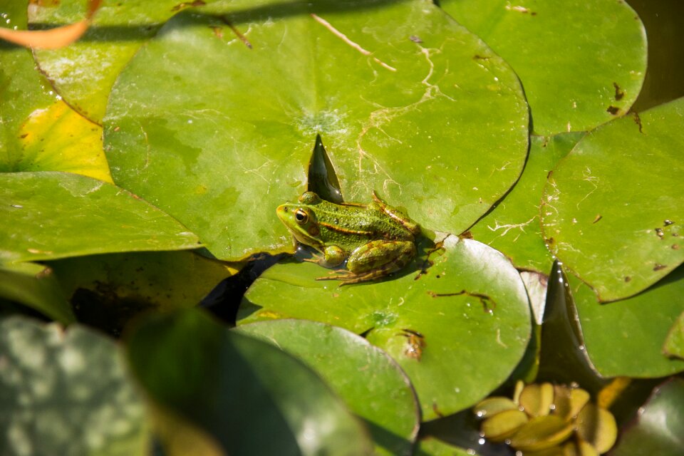Frog water lily aquatic plants