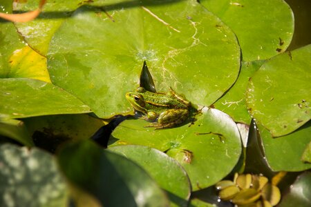 Frog water lily aquatic plants photo