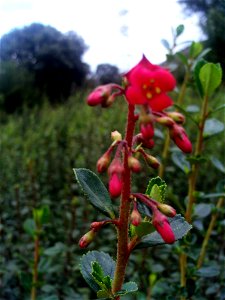 Escallonia rubra flowers, Dehesa Boyal de Puertollano, Spain