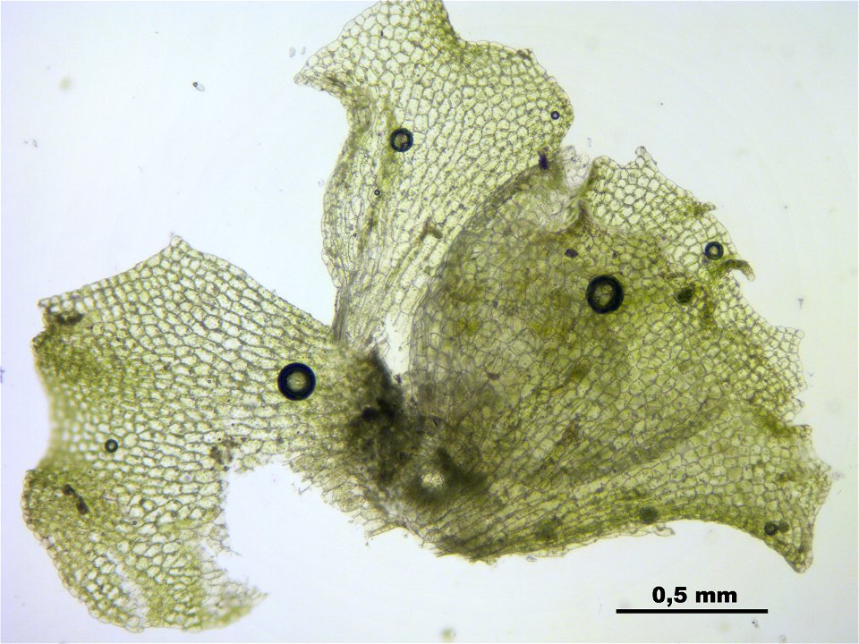 Fossombronia wondraczekii