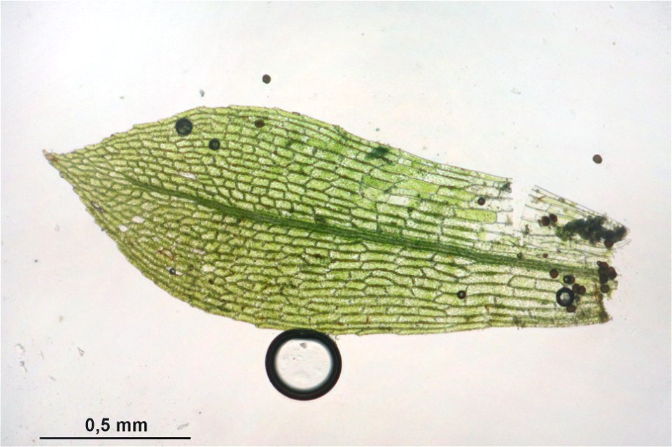 Physcomitrella patens