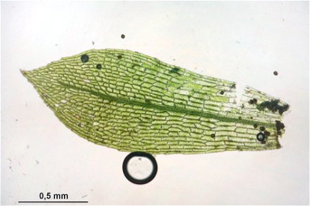 Physcomitrella patens