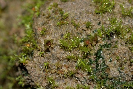 Physcomitrella patens
