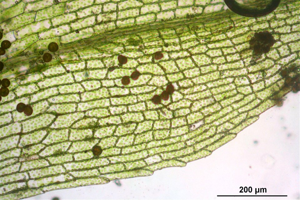 Physcomitrella patens