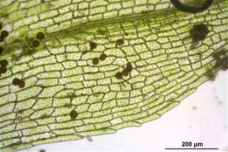 Physcomitrella patens
