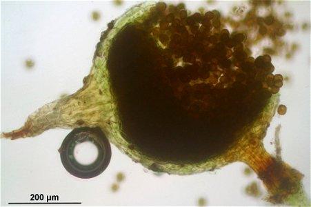 Physcomitrella patens