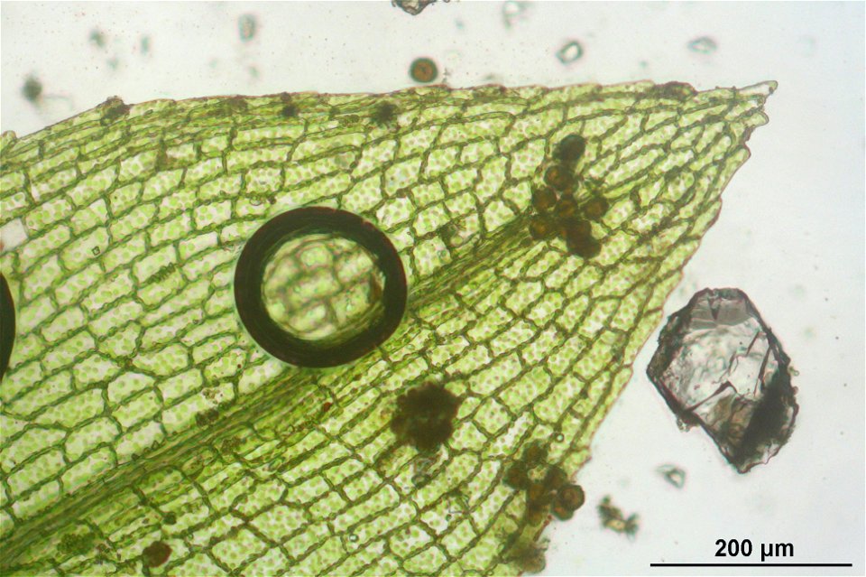 Physcomitrella patens