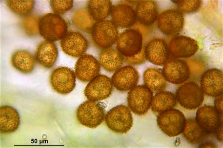 Physcomitrella patens