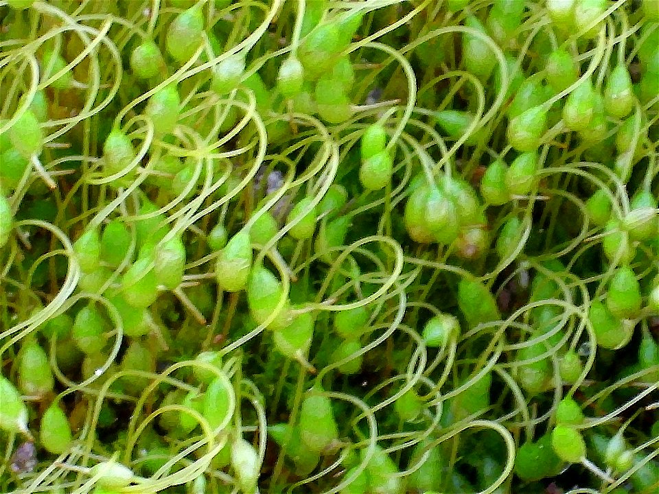 Sporophyta Funaria hygrometrica, Sierra Madrona, Spain