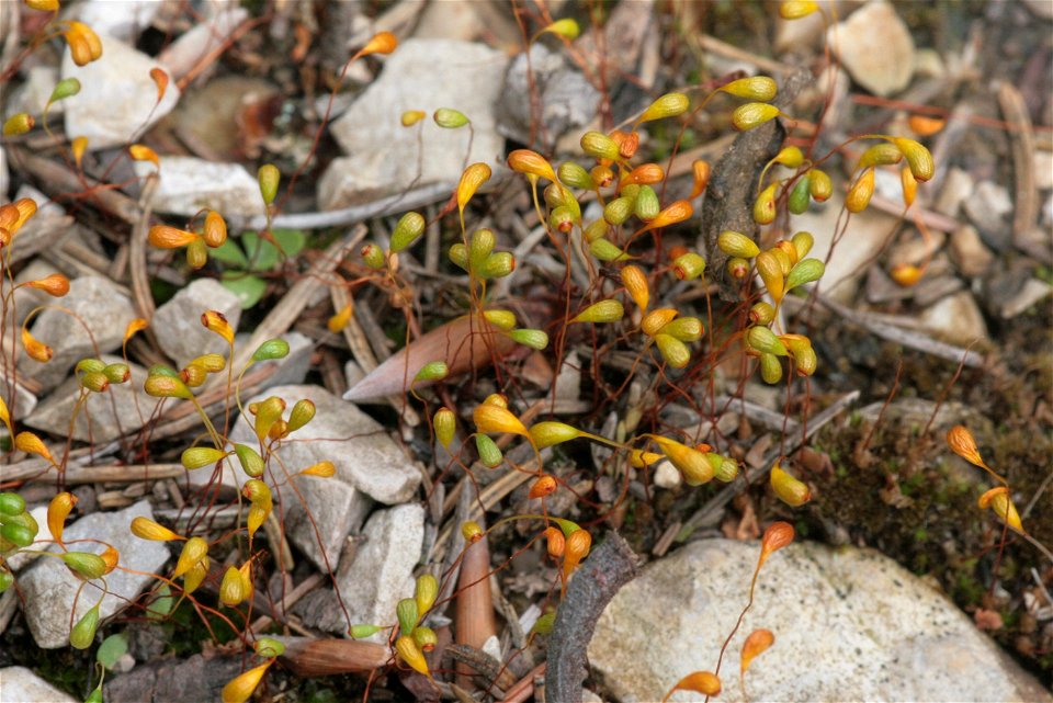 Funaria hygrometrica