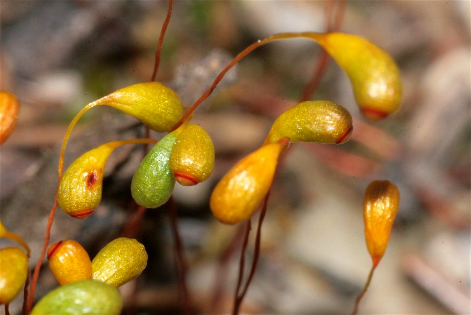 Funaria hygrometrica