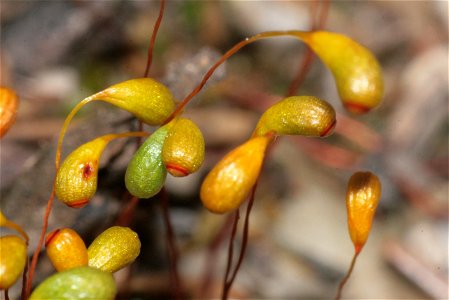 Funaria hygrometrica