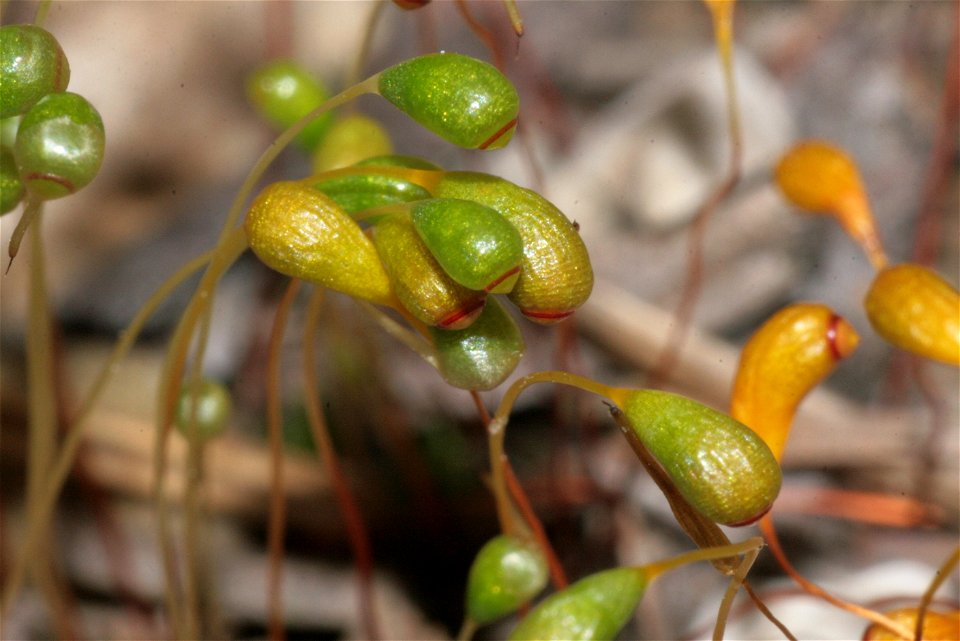 Funaria hygrometrica