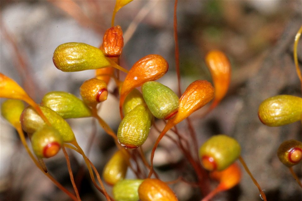 Funaria hygrometrica