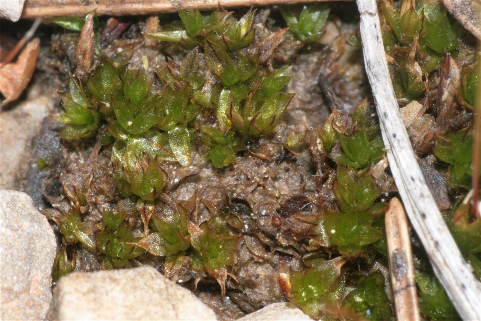 Funaria hygrometrica