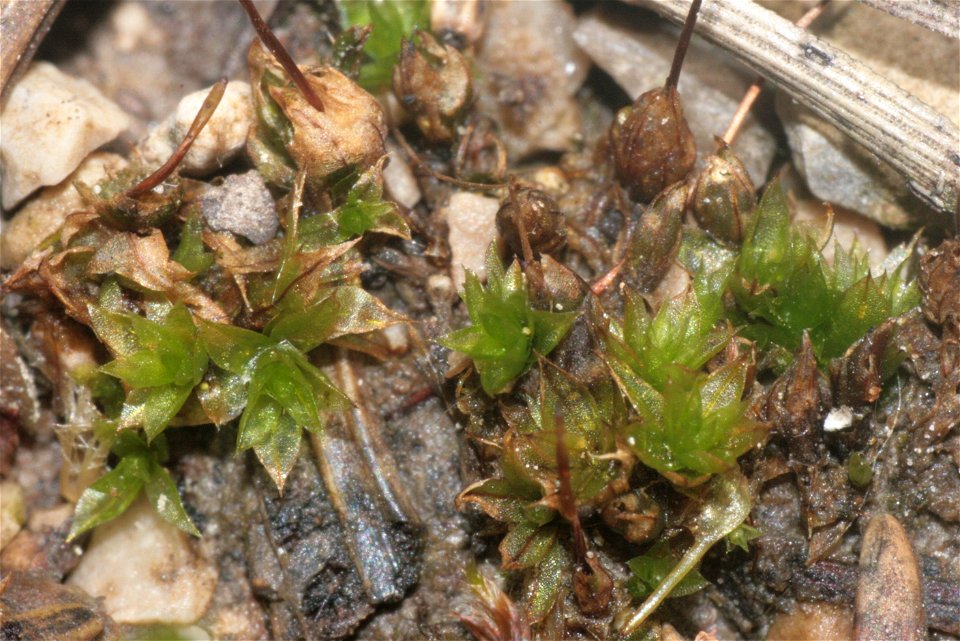 Funaria hygrometrica