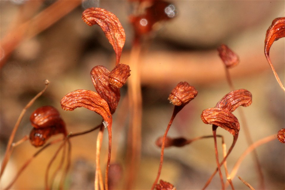 Funaria hygrometrica