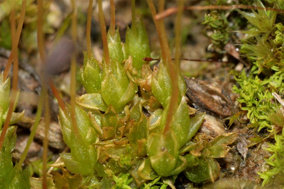 Funaria hygrometrica