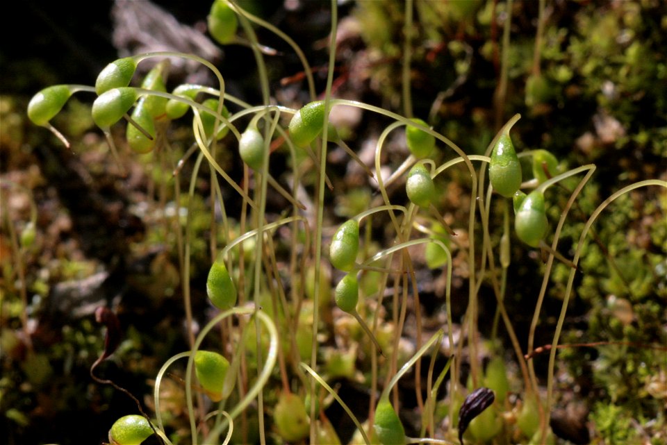 Funaria hygrometrica