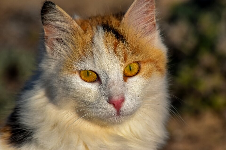 Cute portrait looking