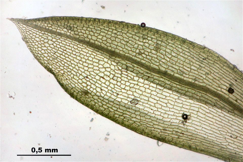 Funaria hygrometrica