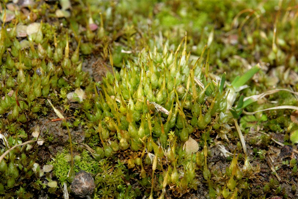 Funaria hygrometrica