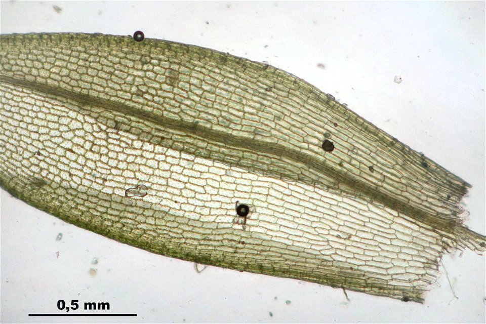 Funaria hygrometrica